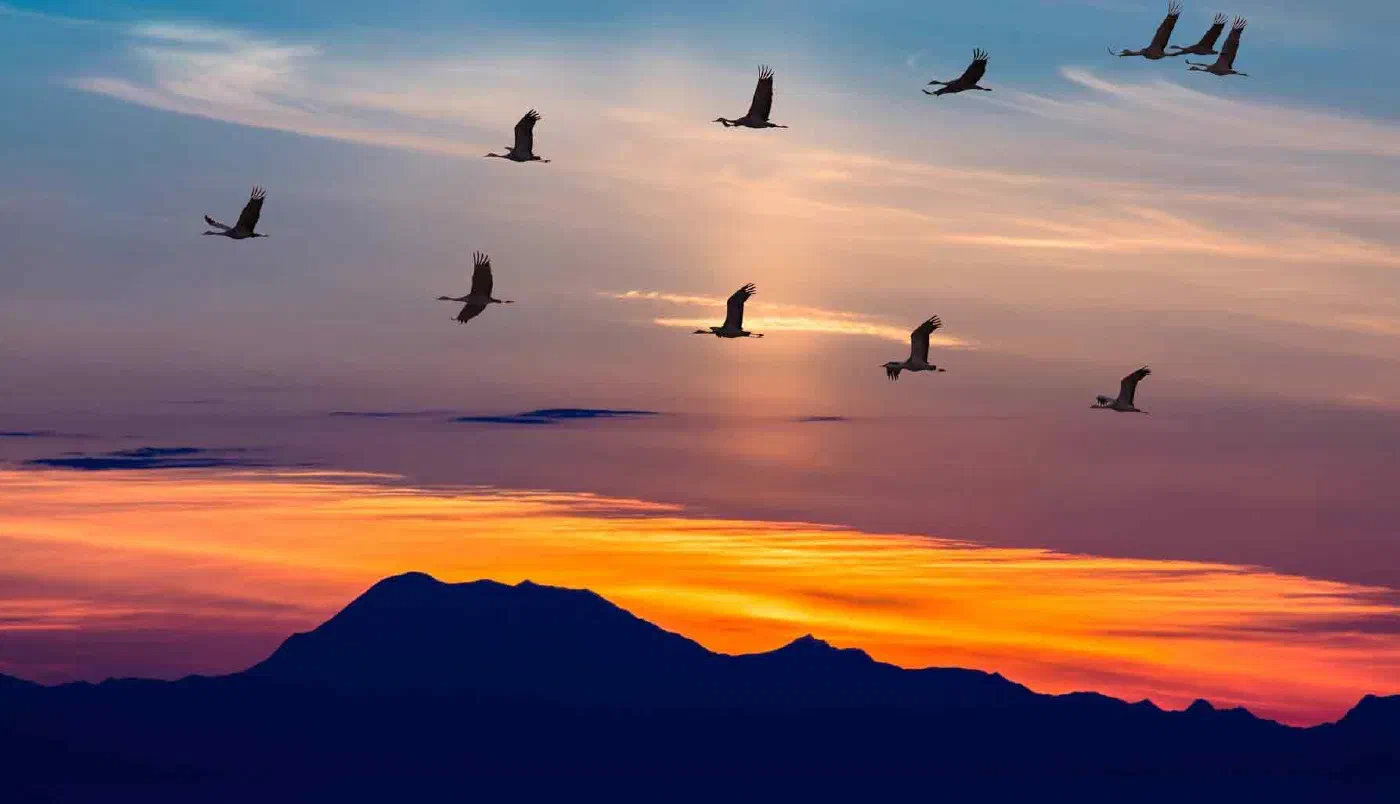 A flock of cranes flying together at sunset