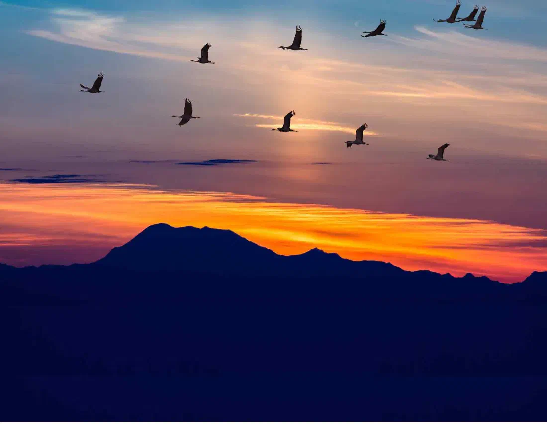 A migrating flock