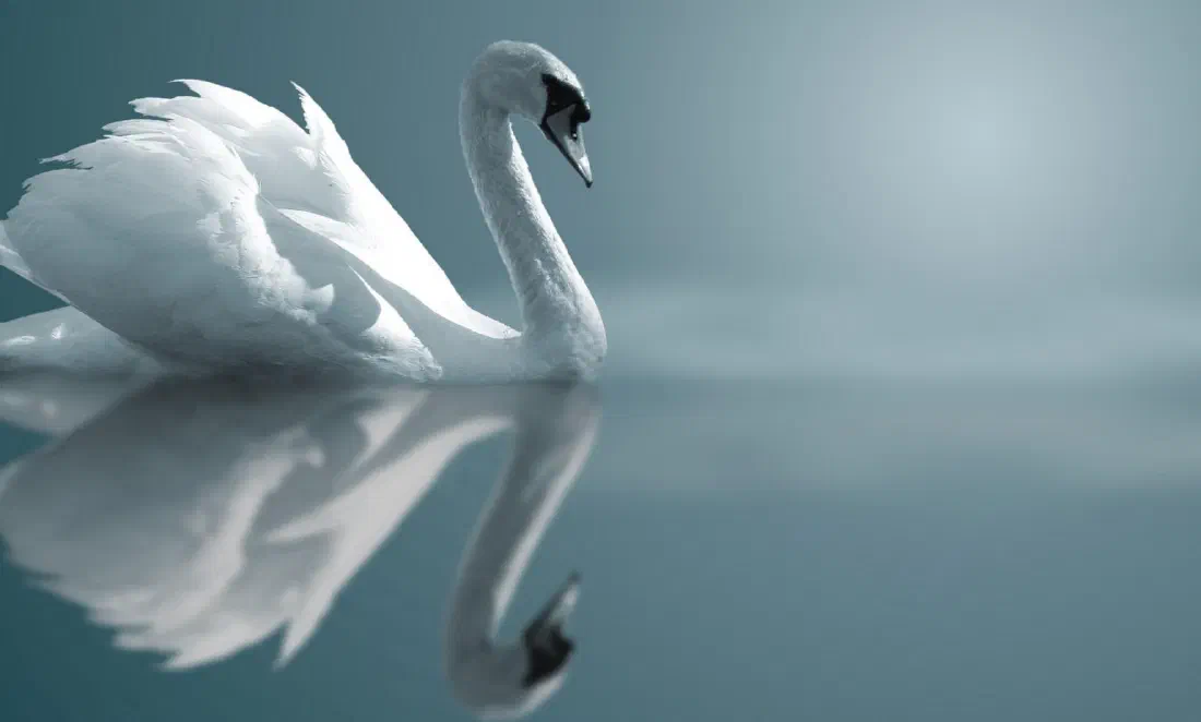 Mute swan