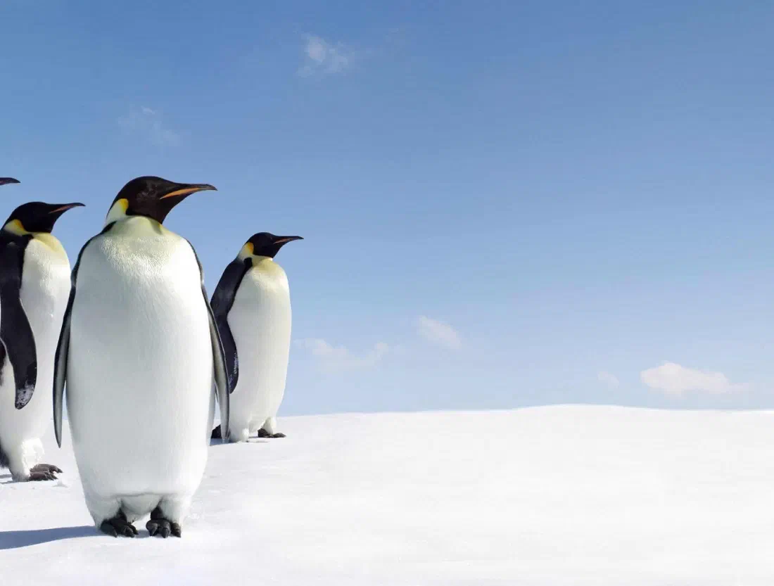 Emperor penguins