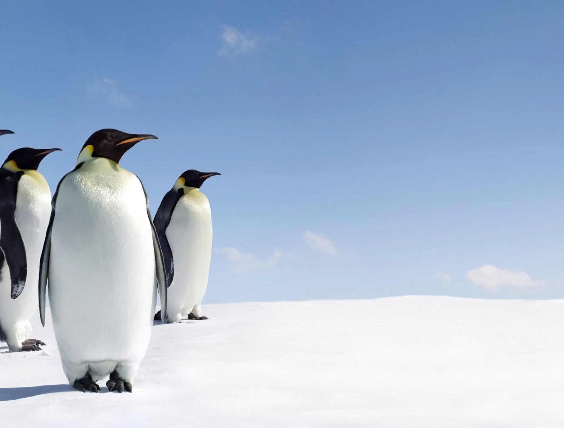 Emperor penguins
